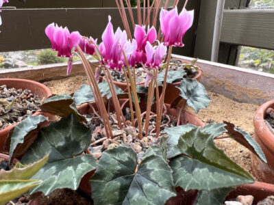 Cyclamen hederifolium CSE 07017G