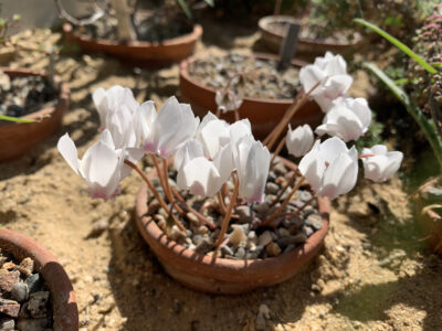 Cyclamen hederifolium 'No Name'
