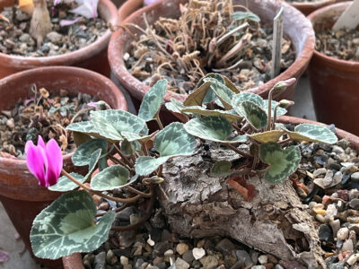 Cyclamen maritimum