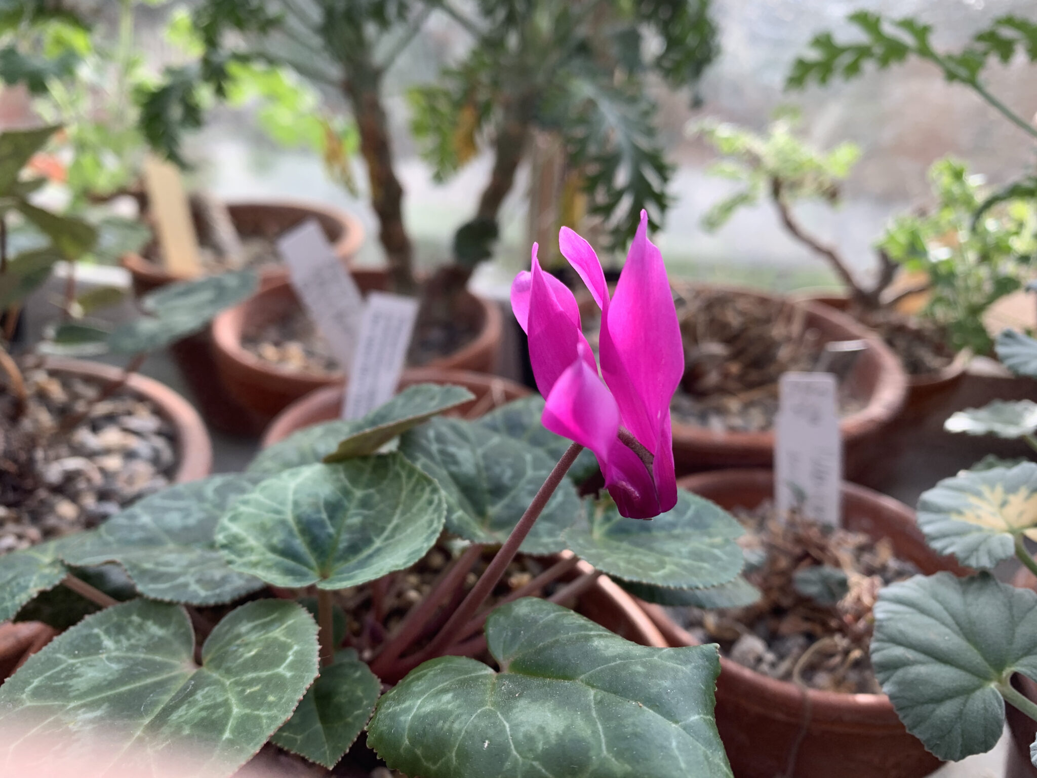 Cyclamen persicum 'TB Carpatos'