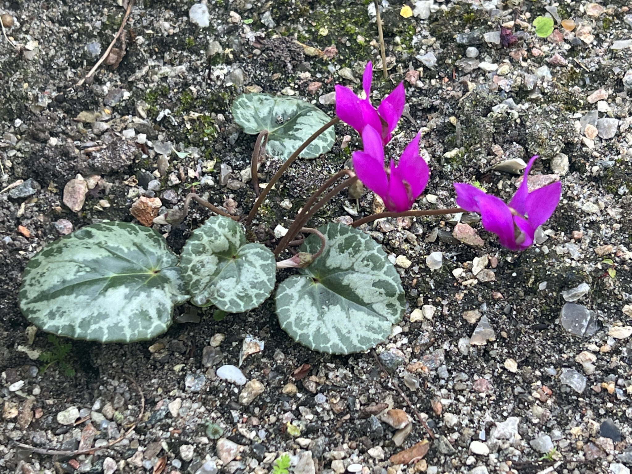 Cyclamen purpurascens