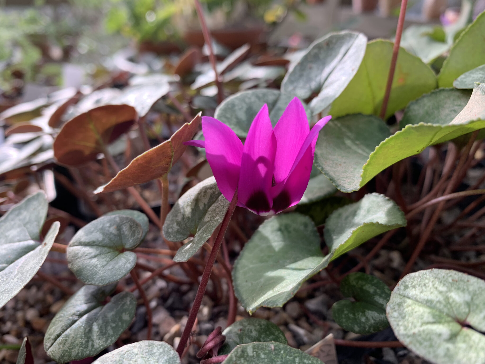 Cyclamen x schwarzii