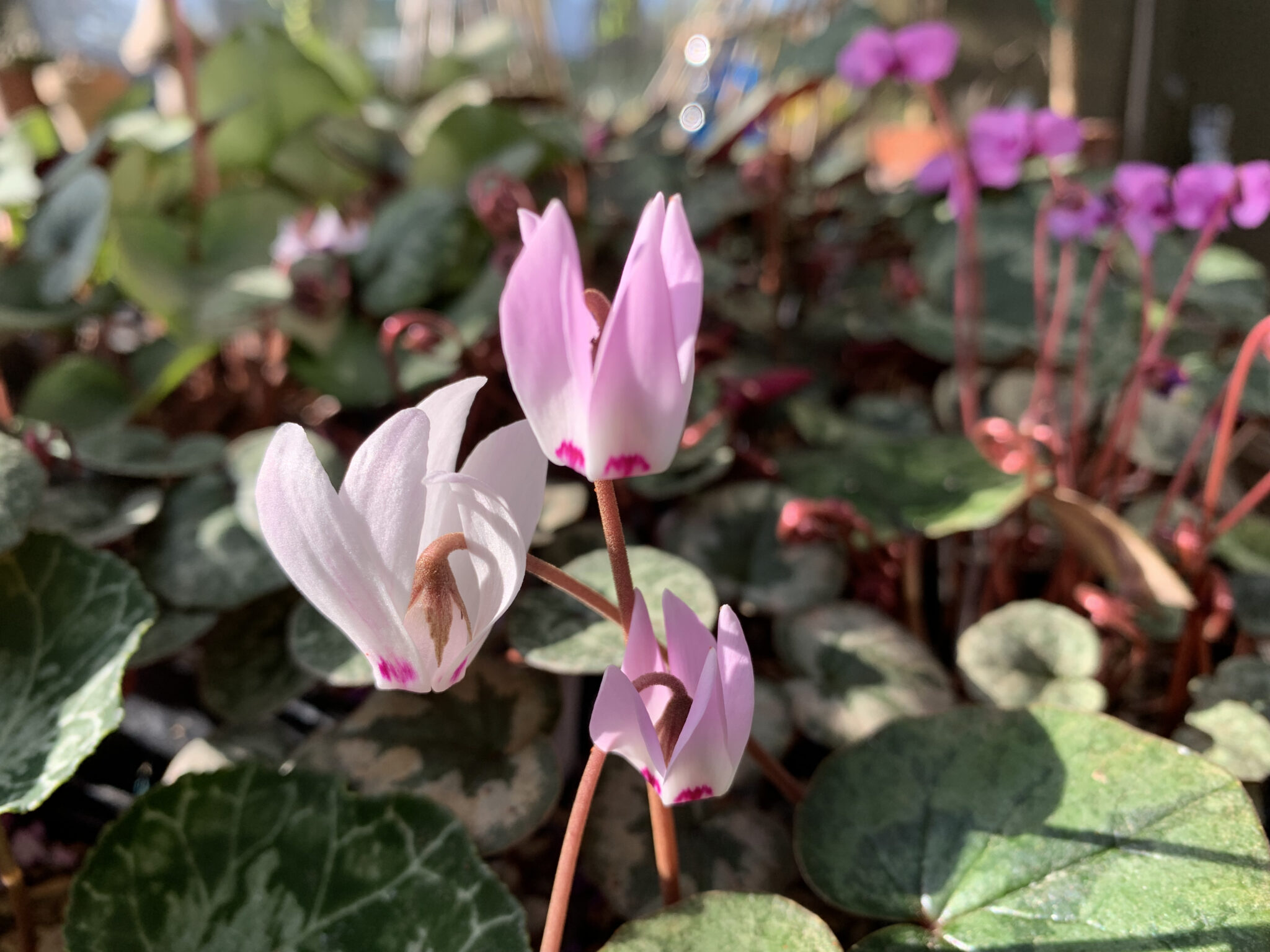 Cyclamen x wellensiekii