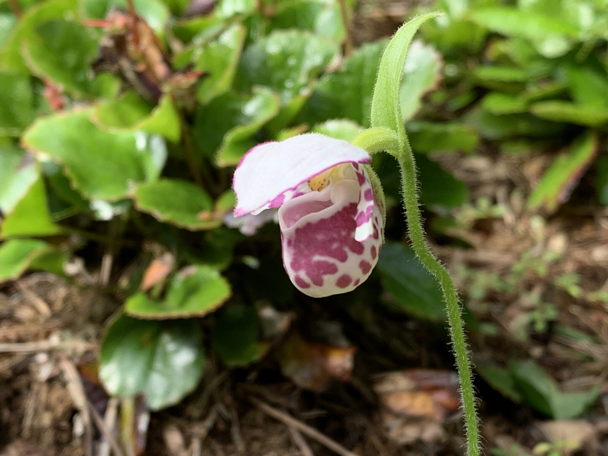 Cypripedium guttatum