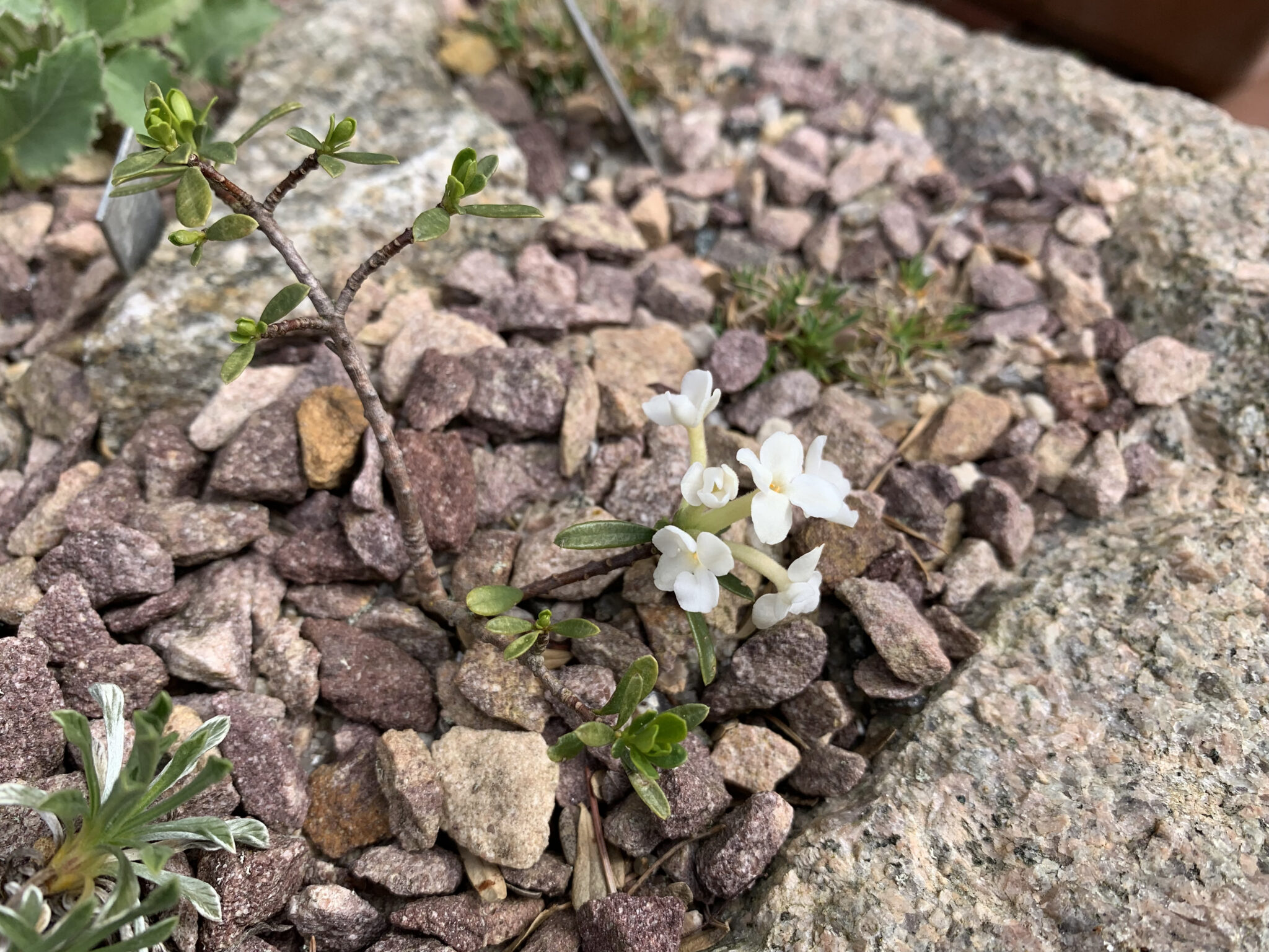 Daphne 'White Satin'