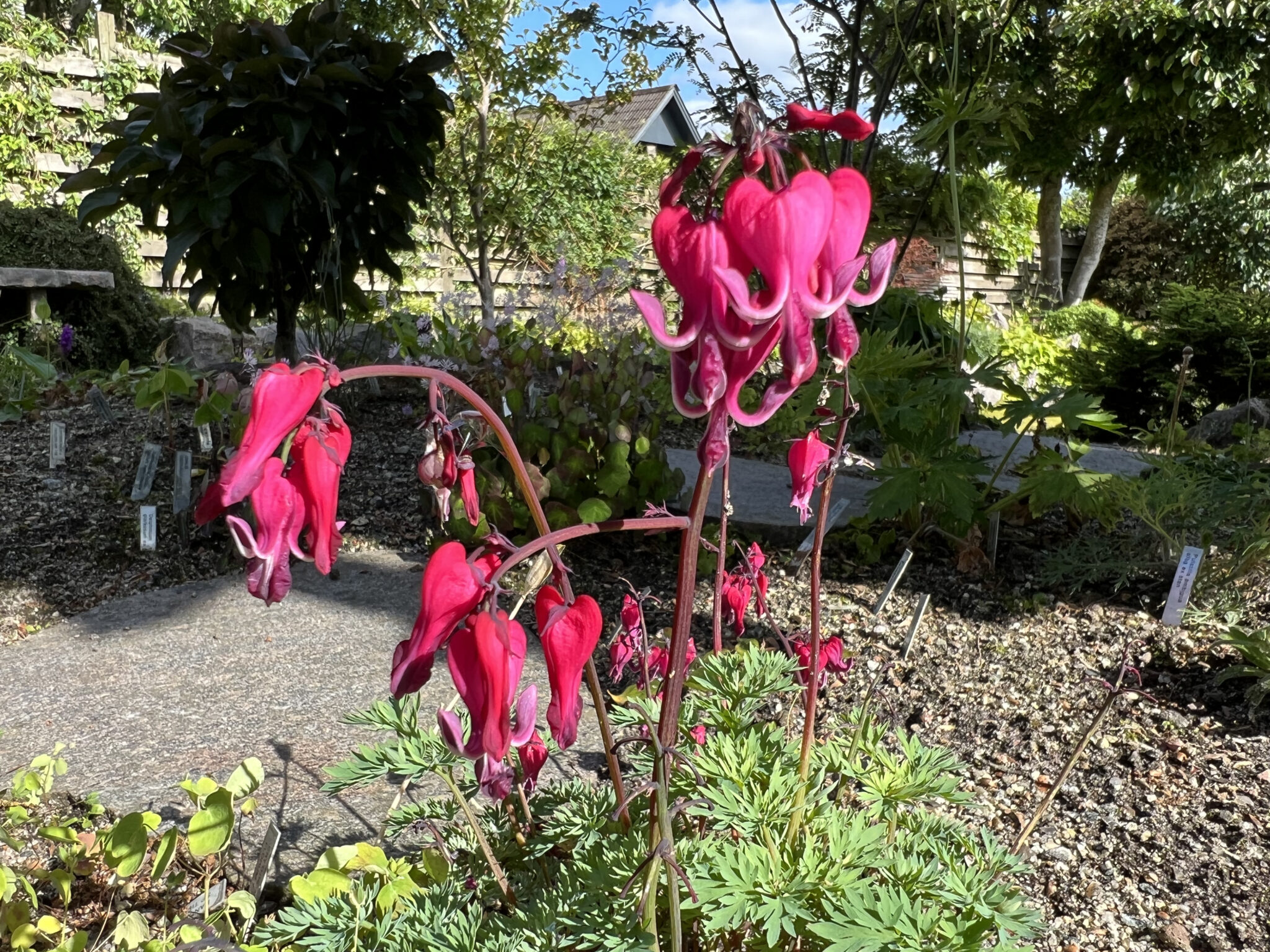 Dicentra 'Red Fountain'