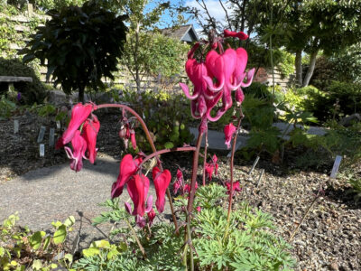 Dicentra 'Red Fountain'