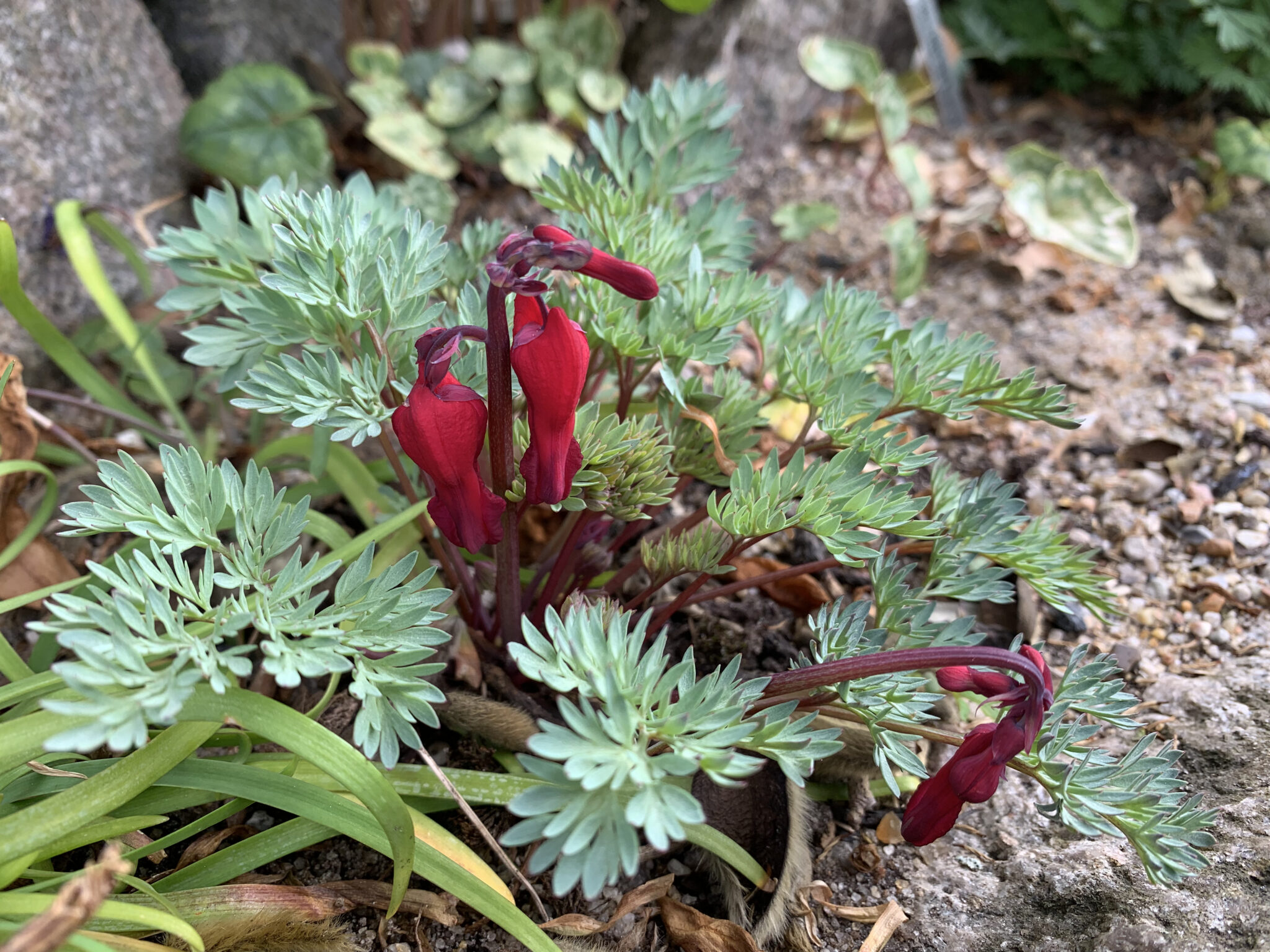 Dicentra hybrid red