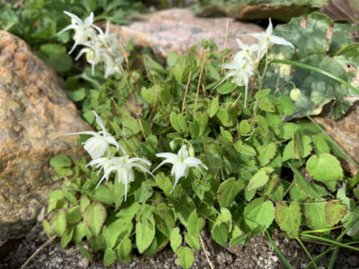 Epimedium grandiflorum ssp higoene