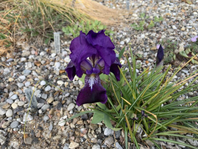 Iris chamaeiris ssp campbellii