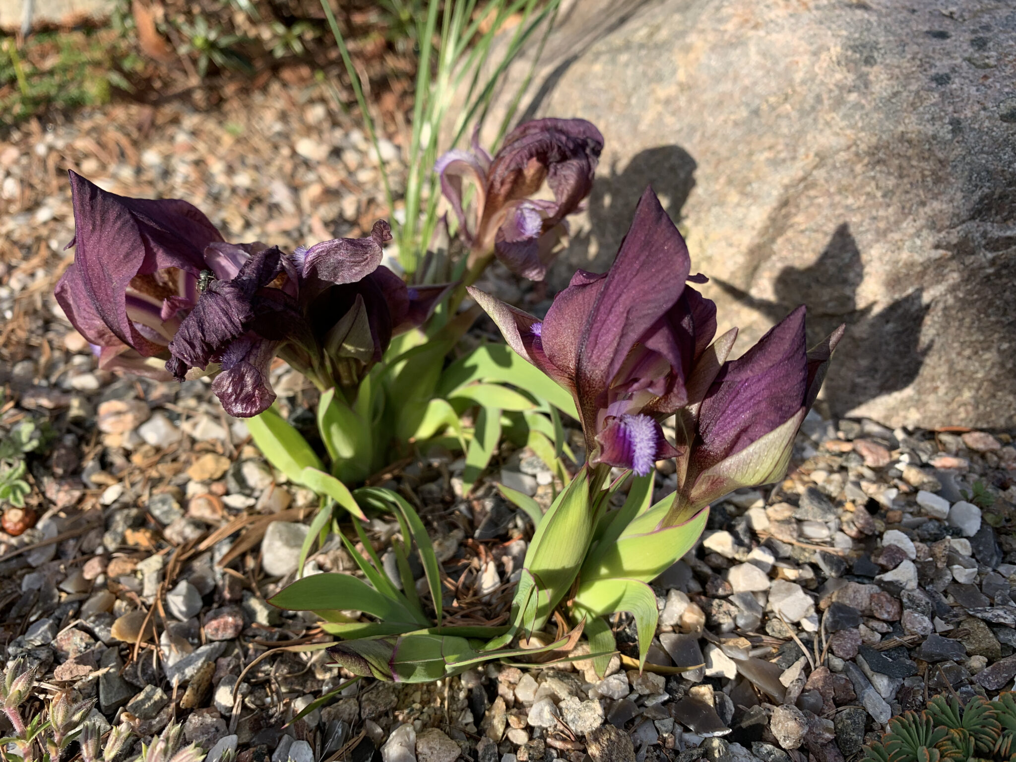 Iris suaveolens