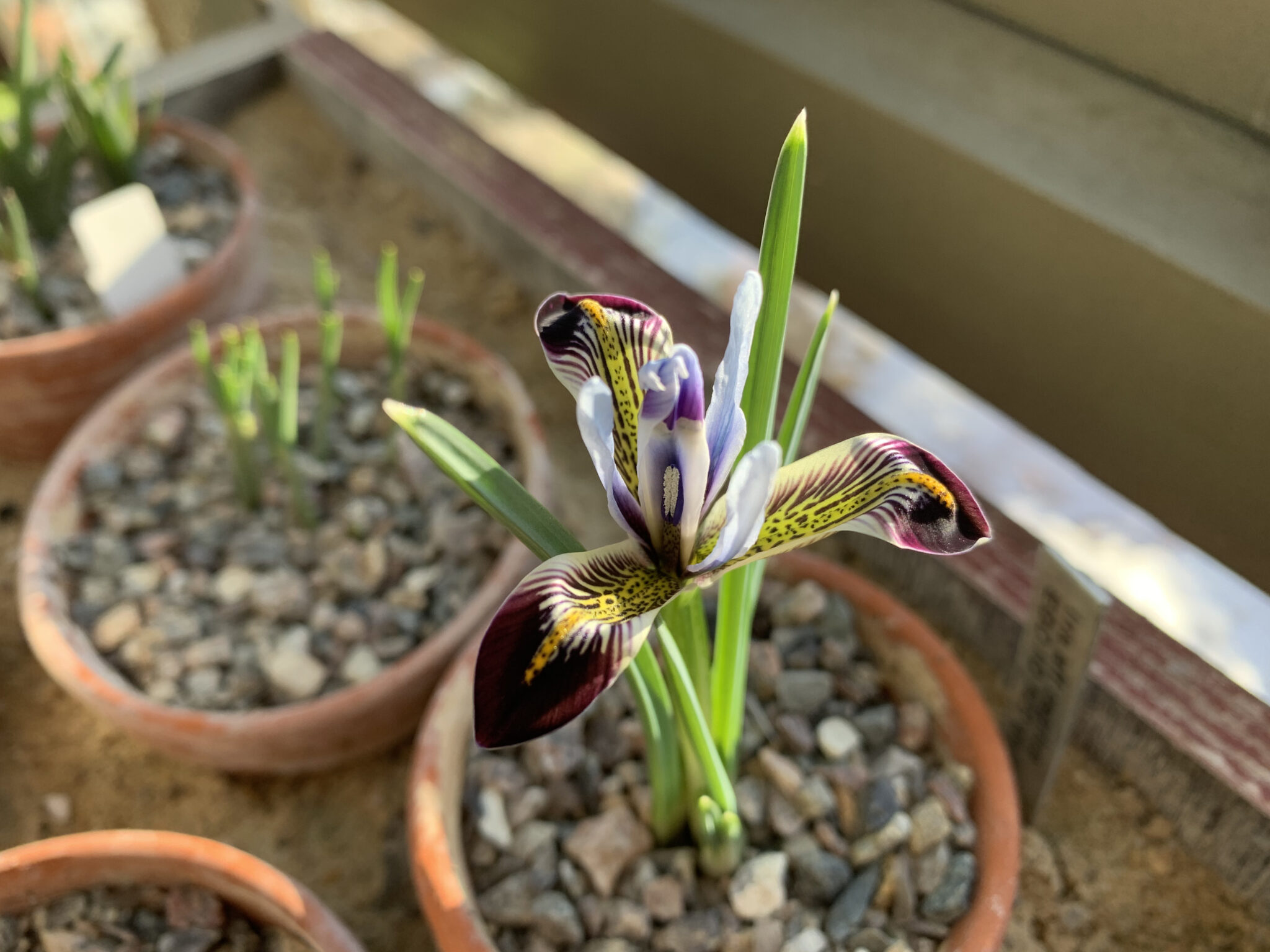 Iris zetterlundii