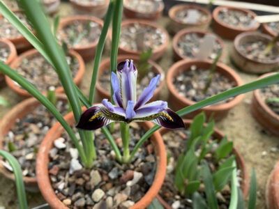 Iris zetterlundii