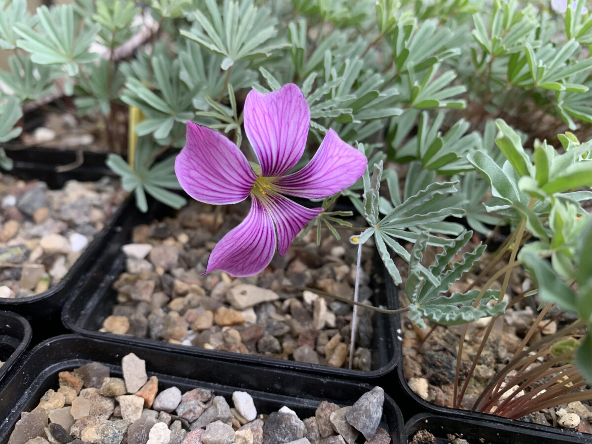 Bio Allium 'Gladiator' - Paarse reuzenui