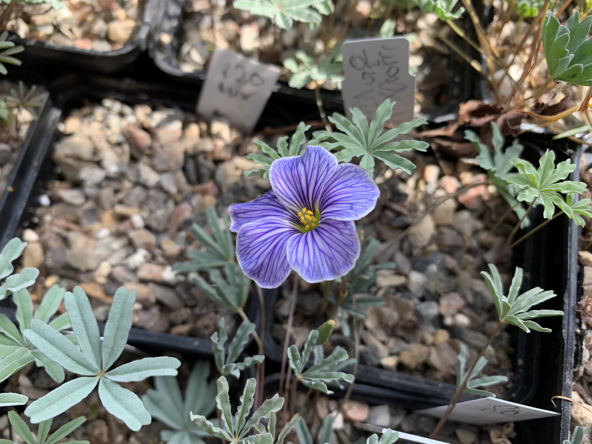 Oxalis laciniata kila 058