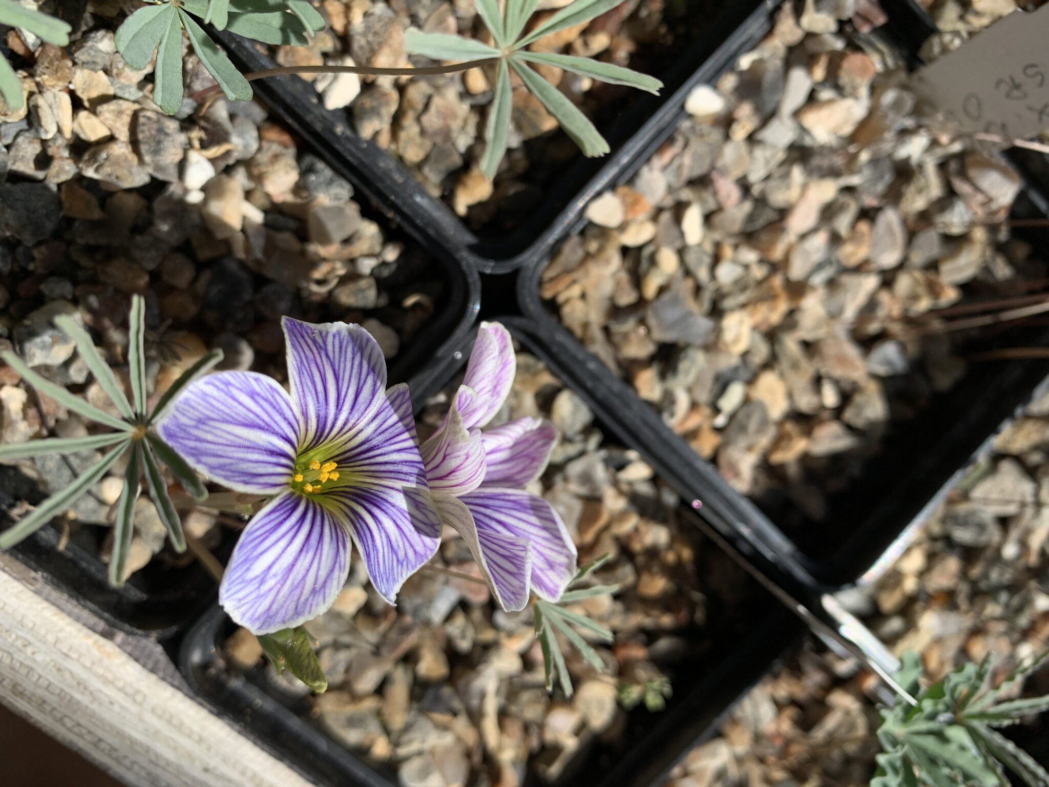 Oxalis laciniata kila 069