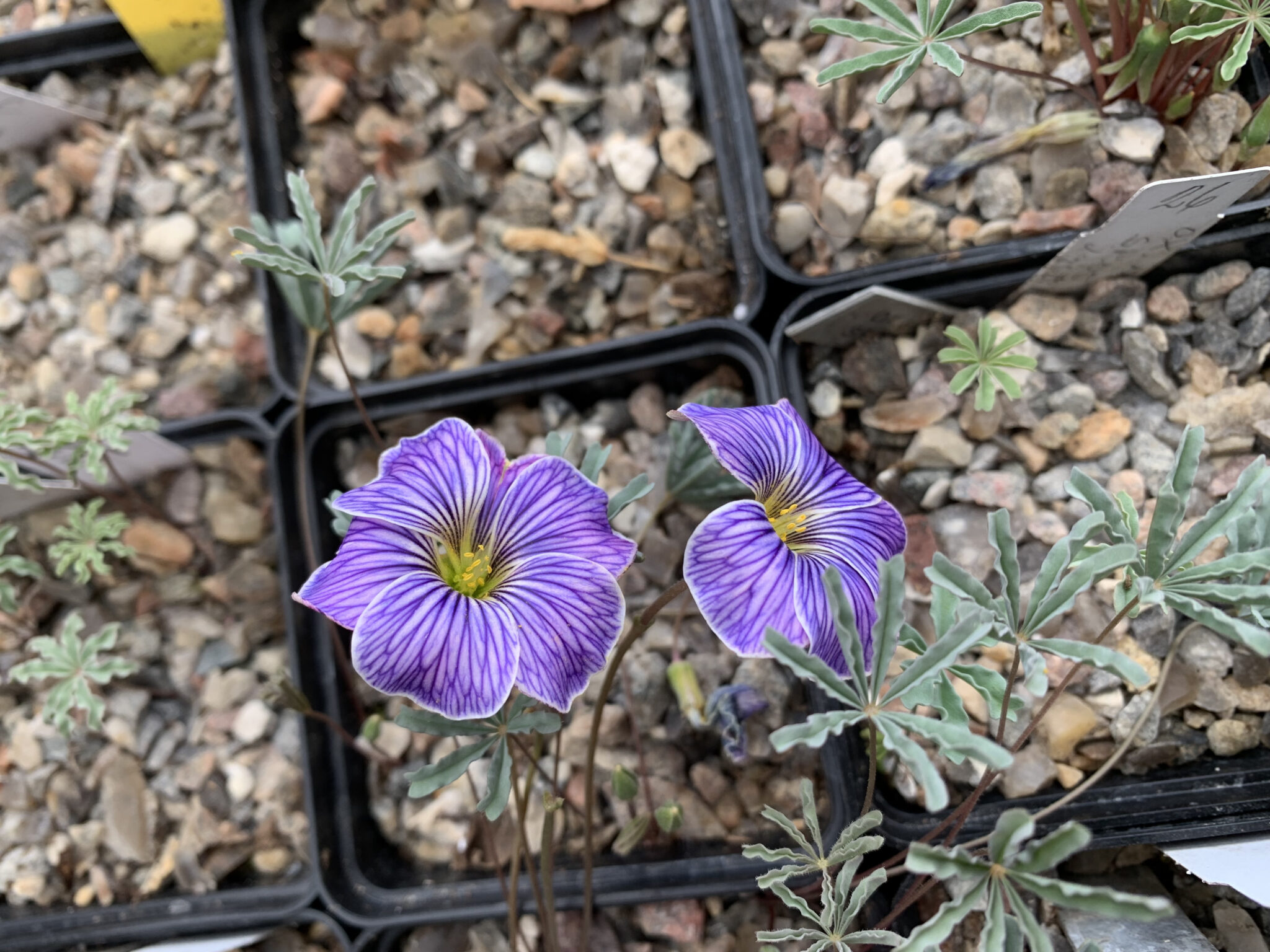 Oxalis laciniata kila 100