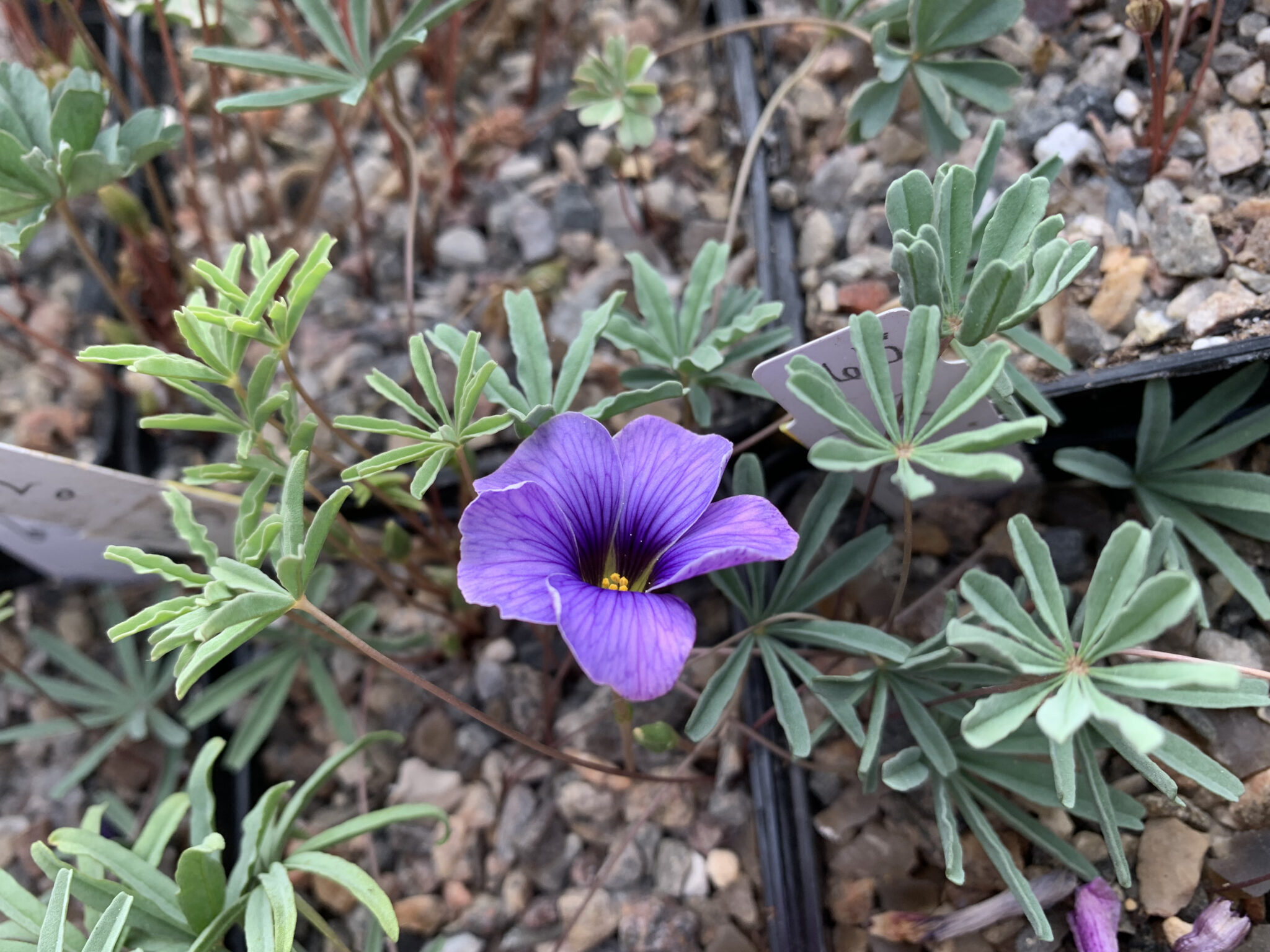 Oxalis laciniata kila 157