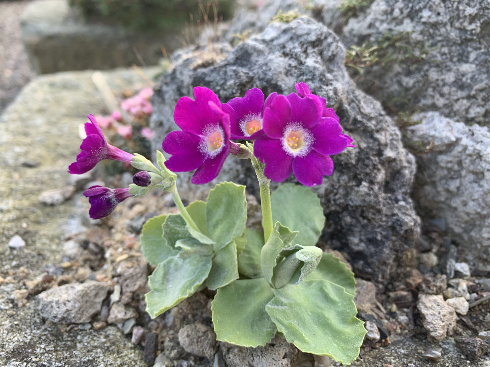 Primula 'Adrian Evans'