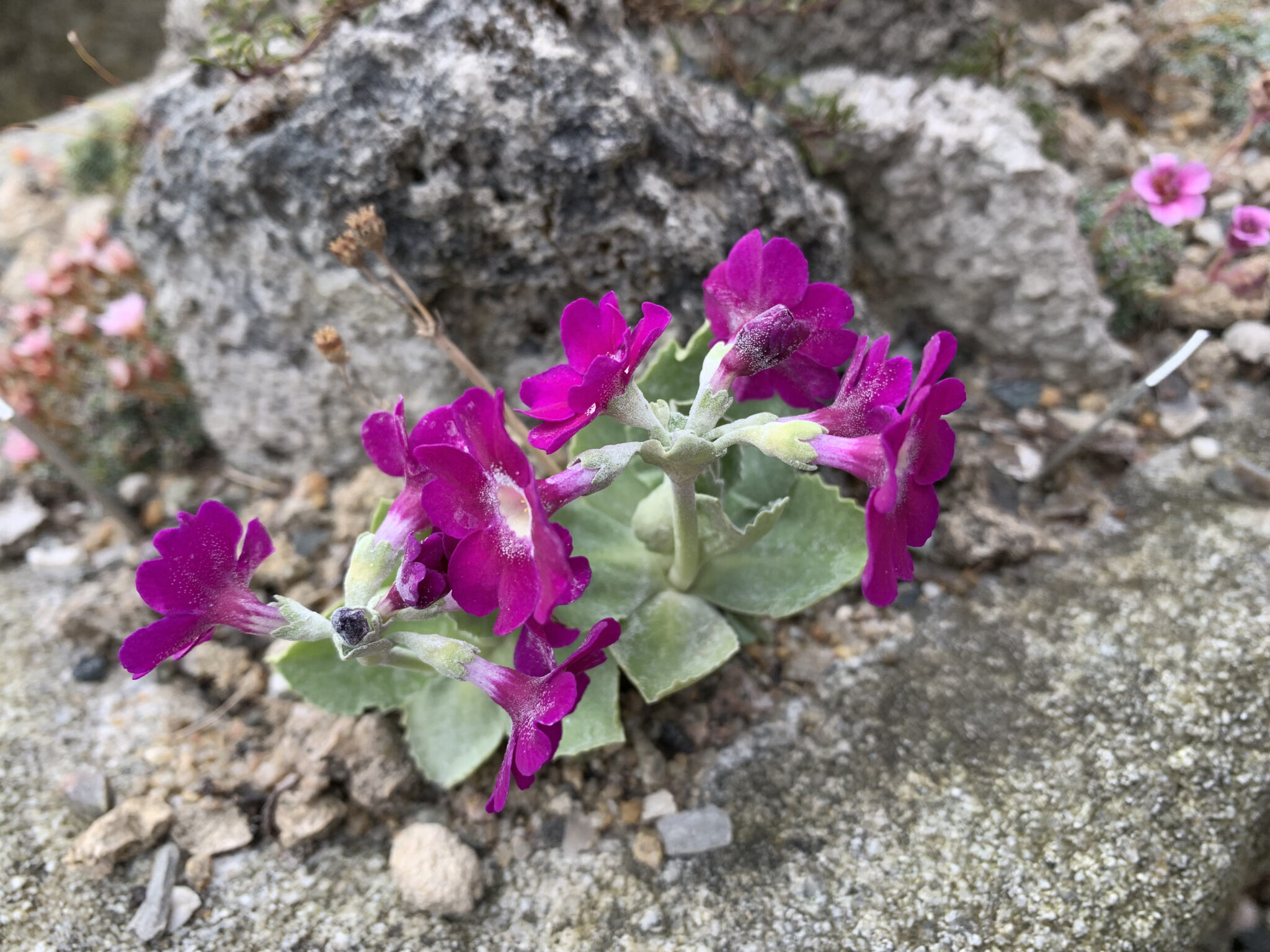 Primula 'Adrian Evans'