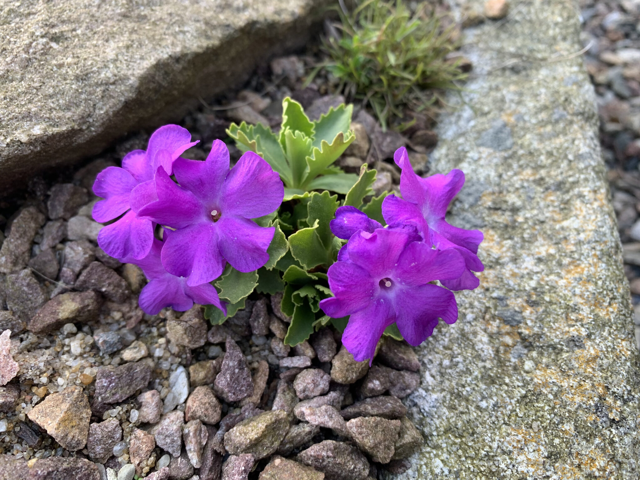 Primula 'High Point'