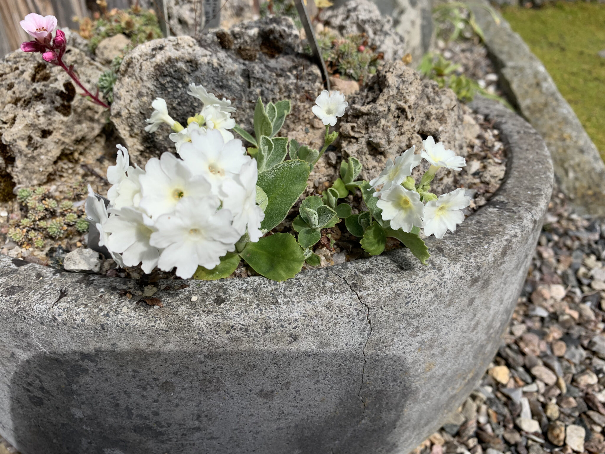 Primula 'Wharfdale Village'