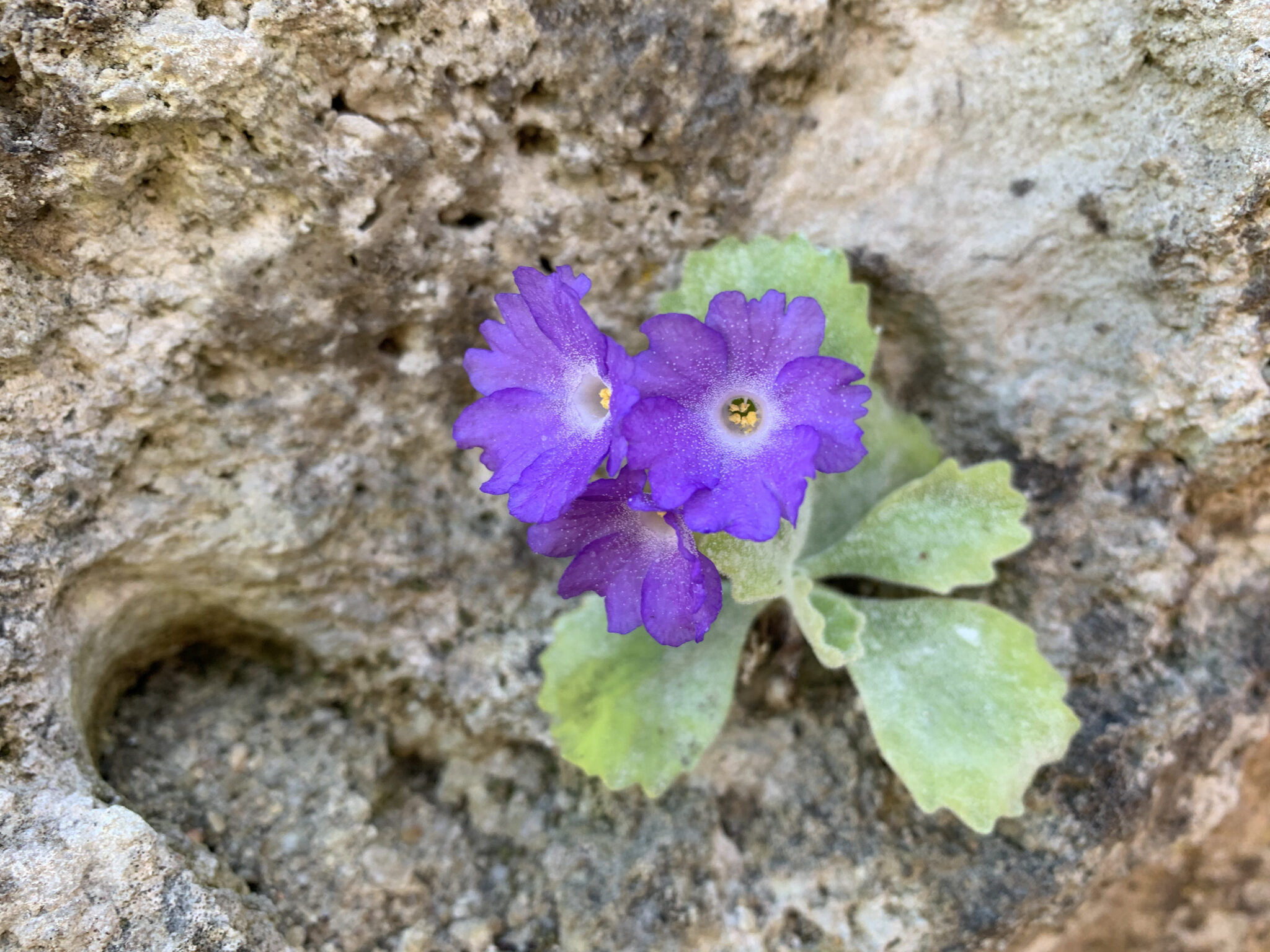 Primula albenensis