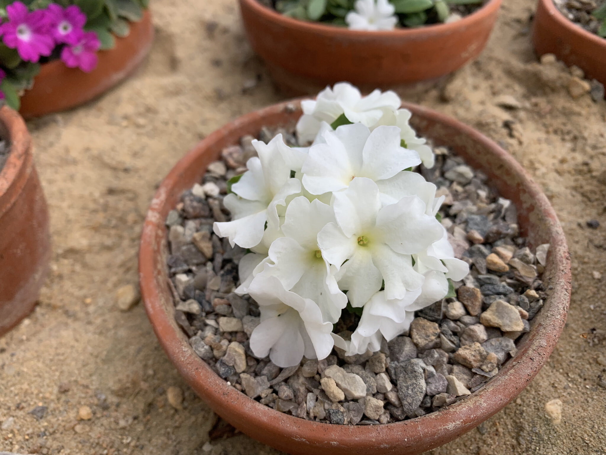 Primula allionii 'Broadwell Milkmaid'