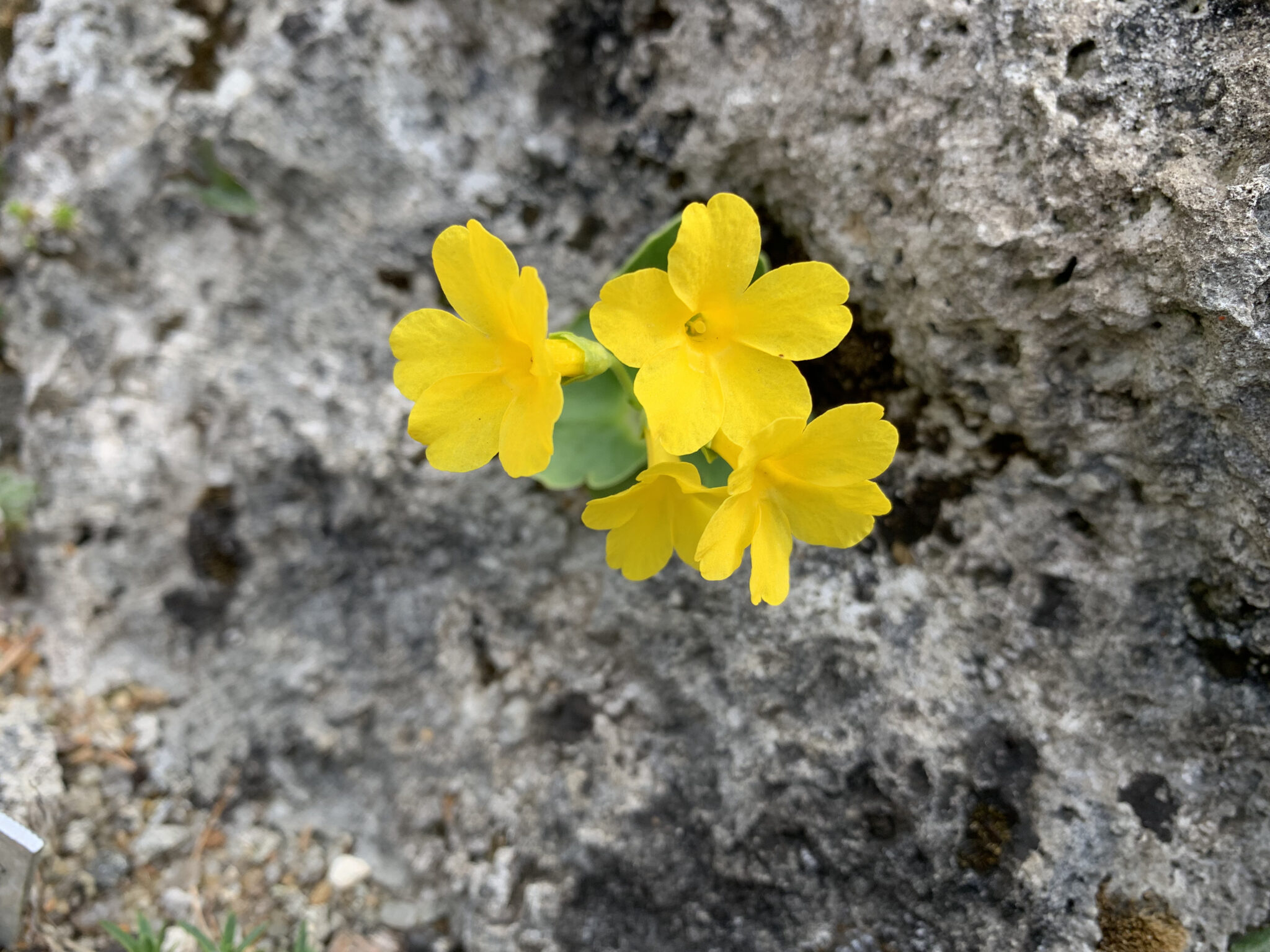 Primula auricula v balbisii