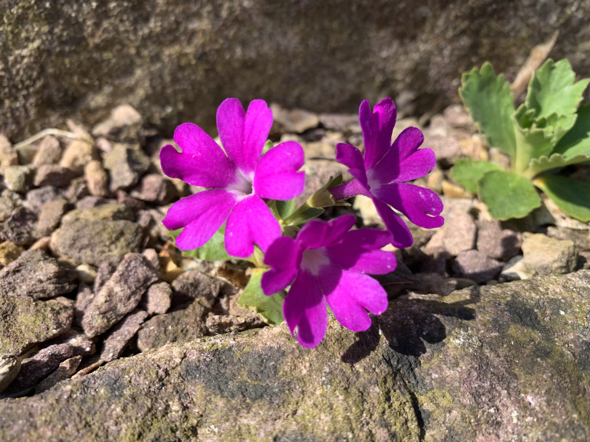 Primula hirsuta