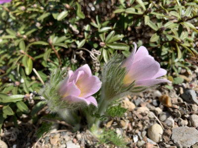 Pulsatilla ambigua rosea seedling