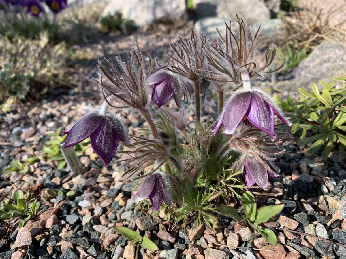 Pulsatilla Pratensis Ssp Nigricans – Alpines.dk