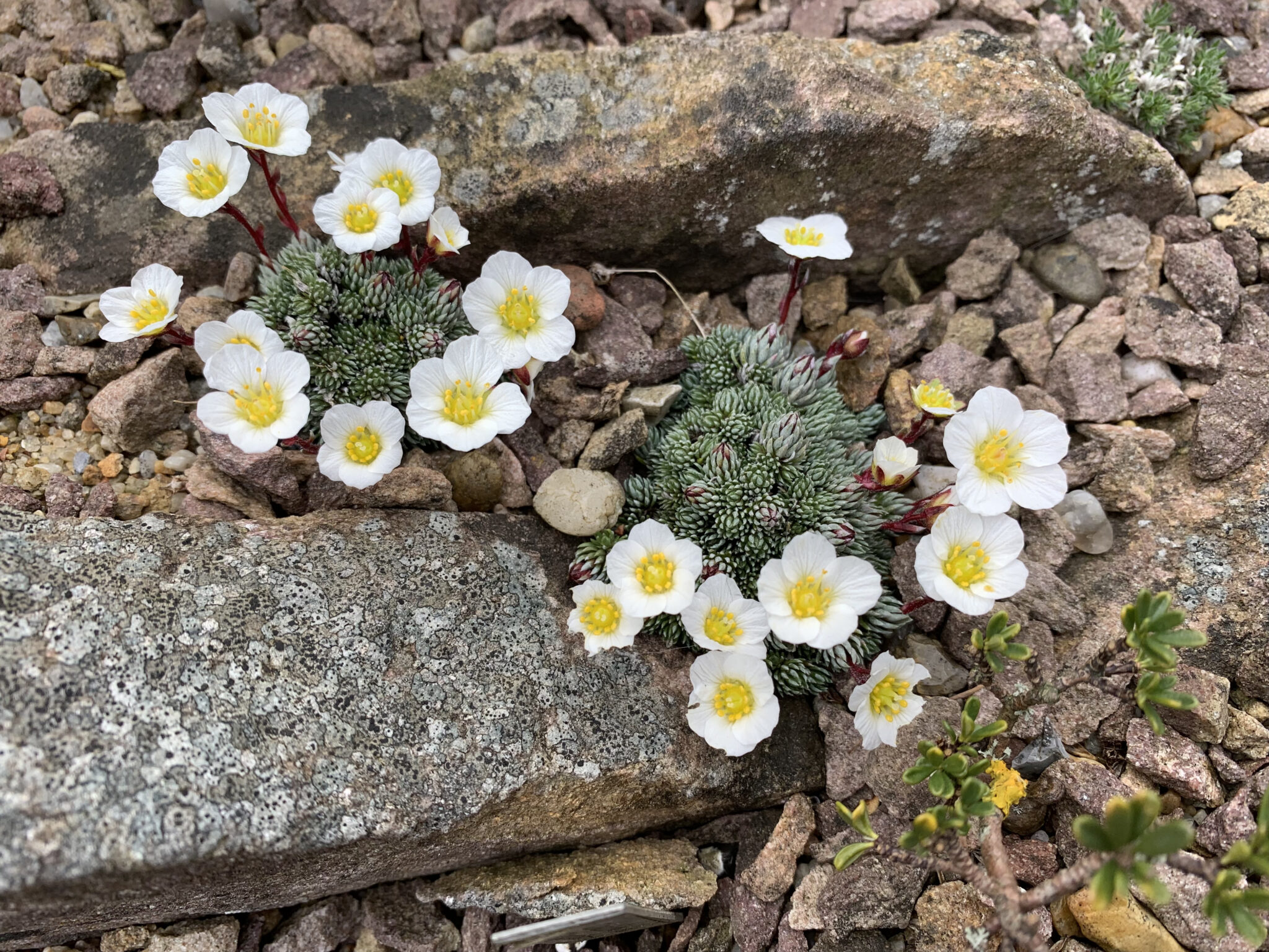 Saxifraga burseriana v crenata