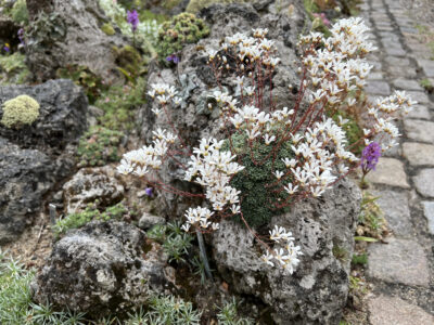 Saxifraga cochlearis