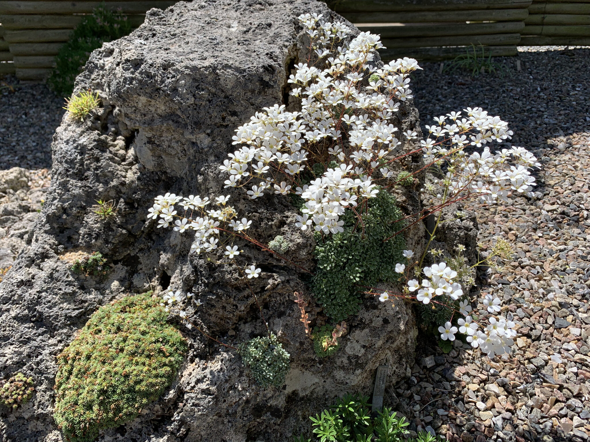 Saxifraga cochlearis