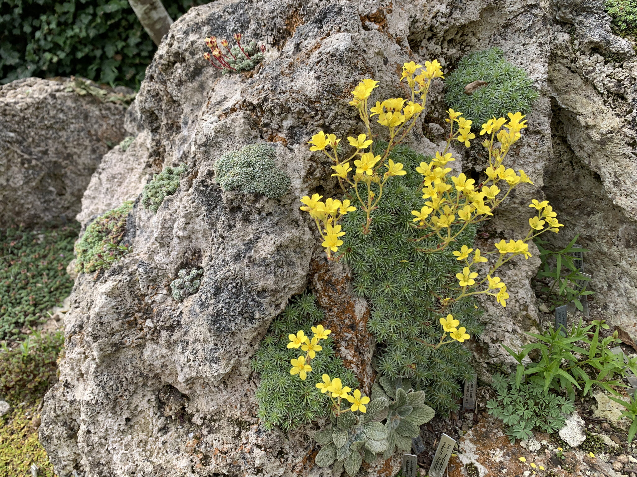 Saxifraga ferdindi-coburgi 'Drakula'