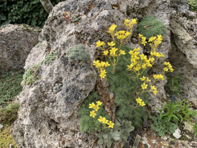 Saxifraga ferdindi-coburgi 'Drakula'