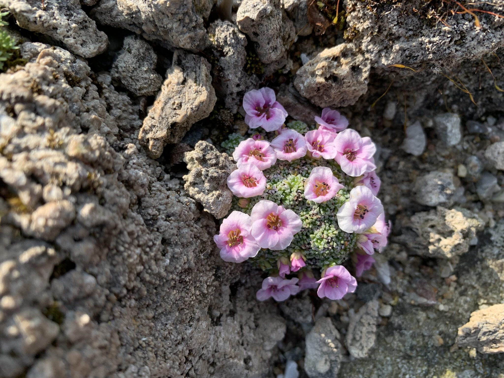 Saxifraga ludlowii