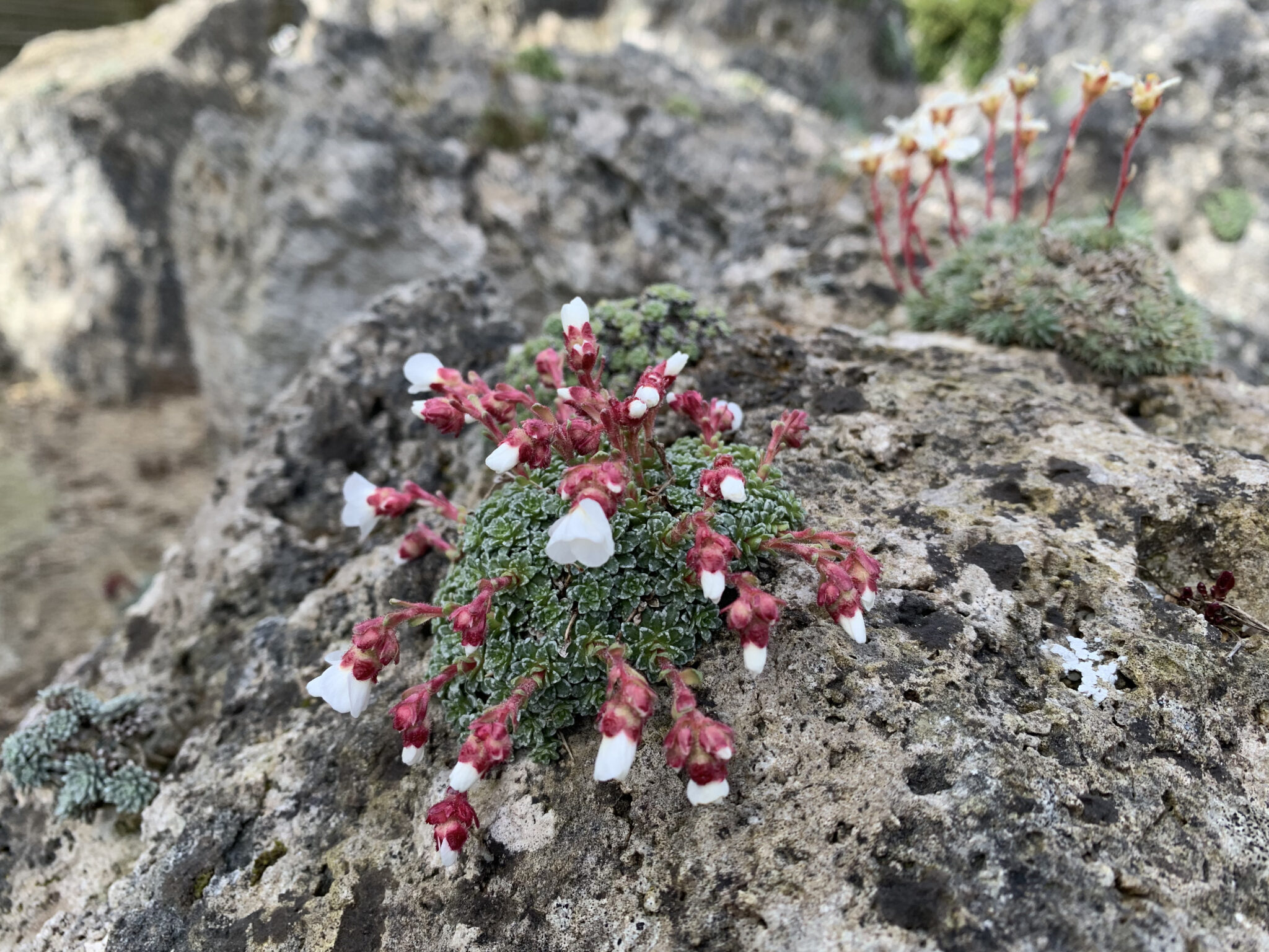 Saxifraga marginata v marginata