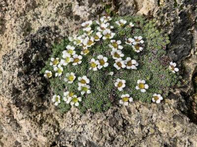 Saxifraga pulvinaris