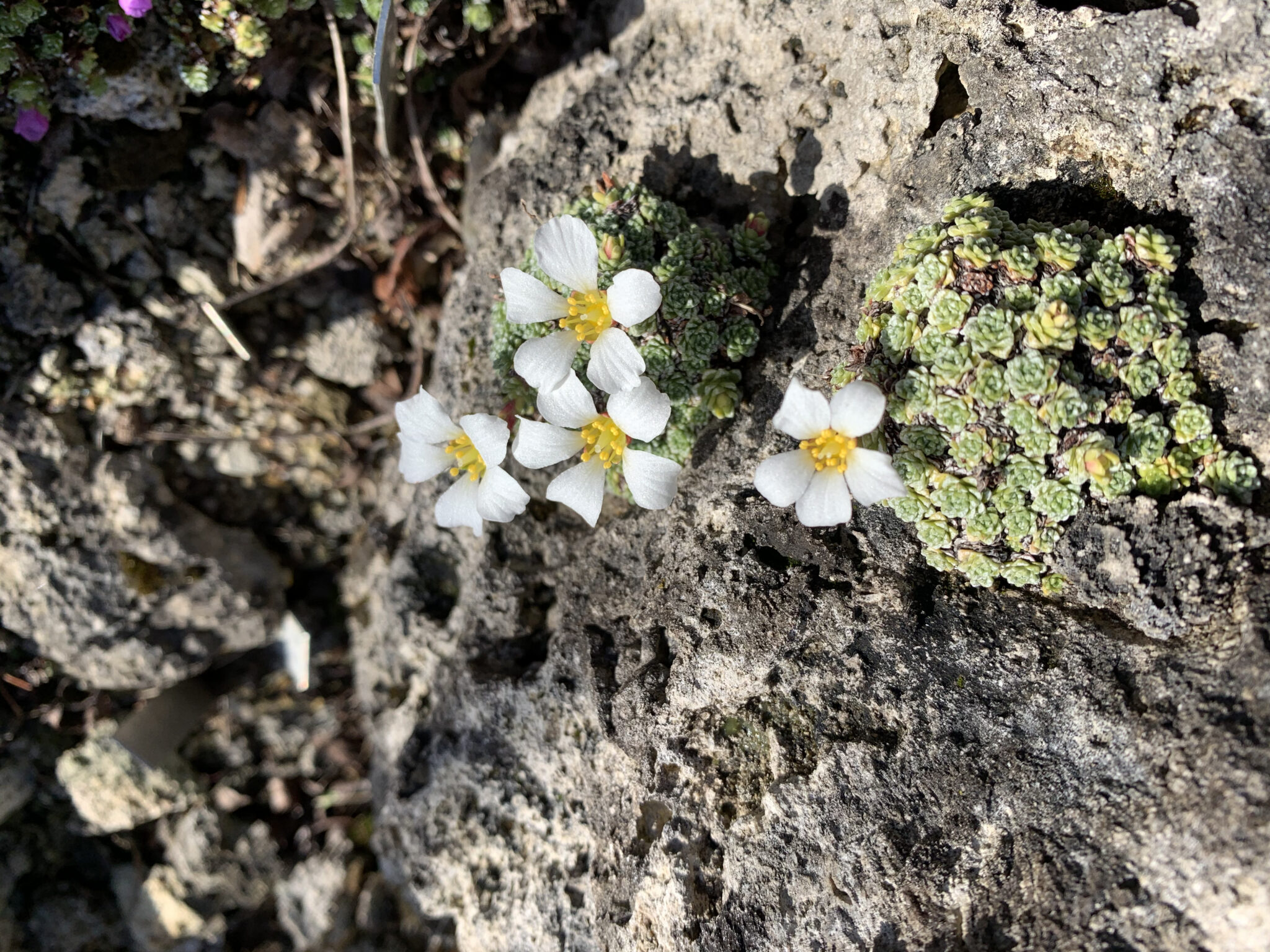 Saxifraga ramsarica