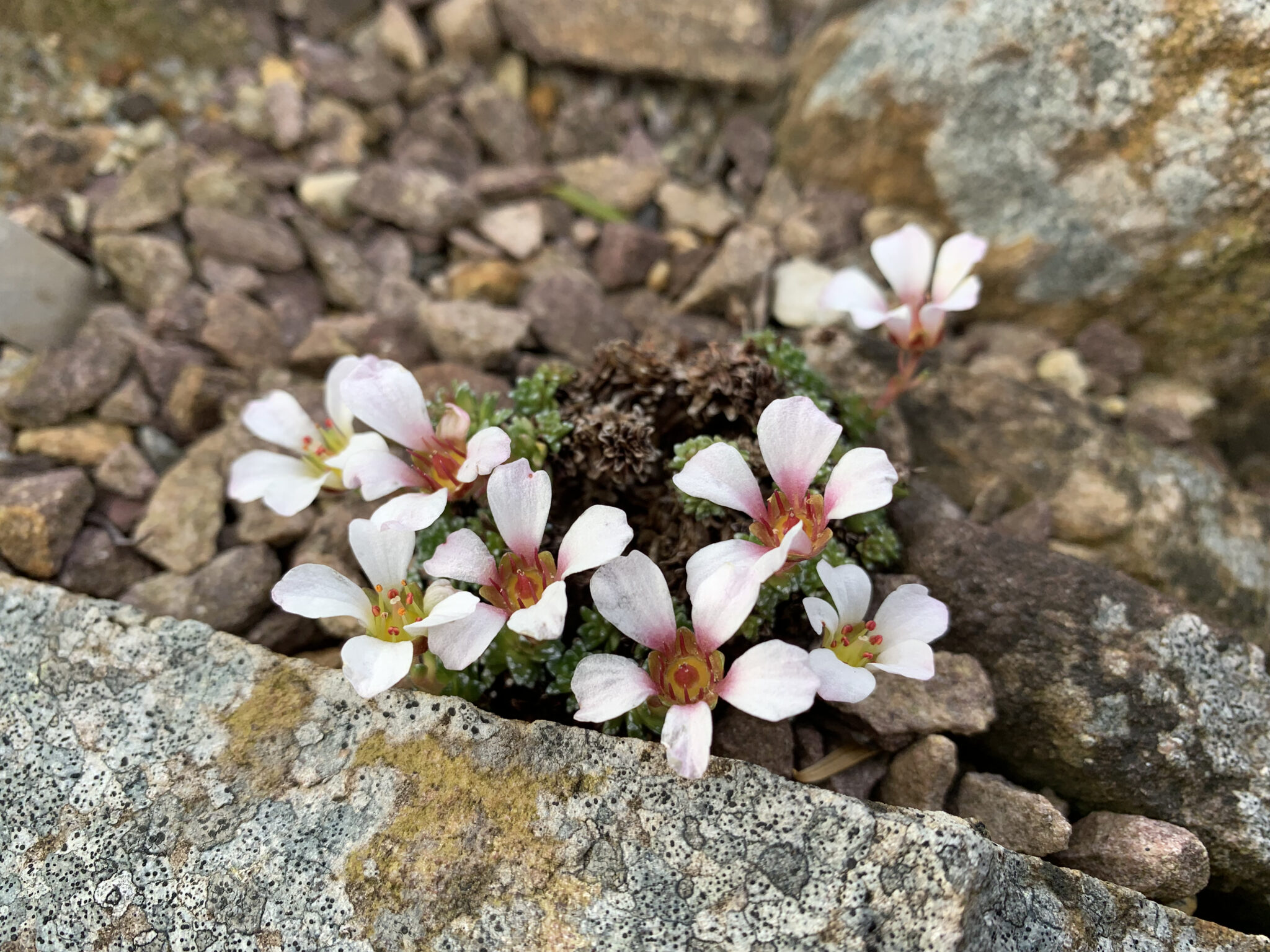 Saxifraga scardica ssp korabensis