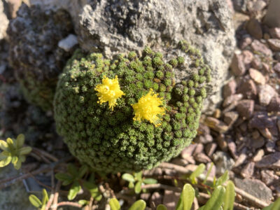 Saxifraga unifoveolata