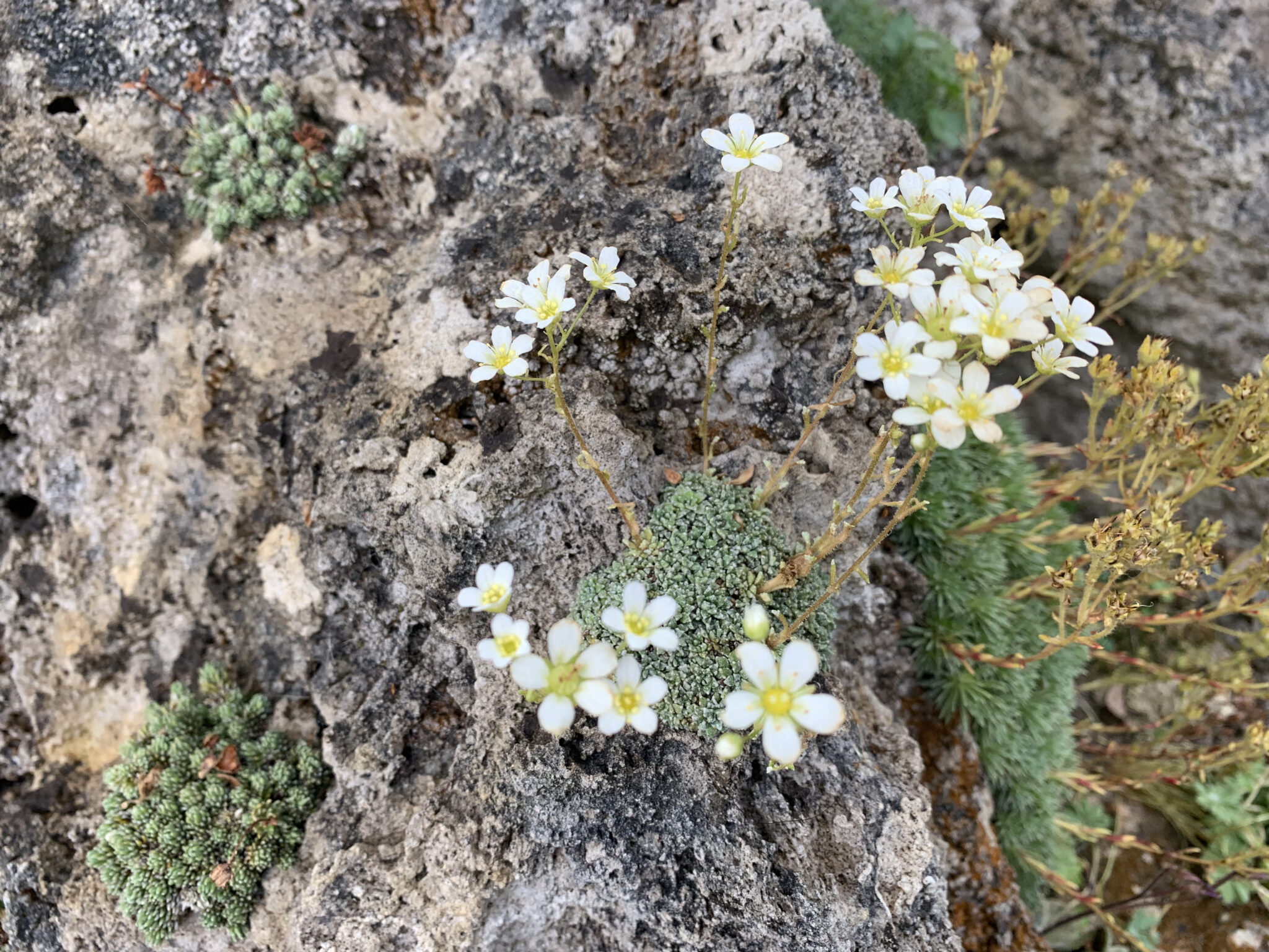 Saxifraga valdensis