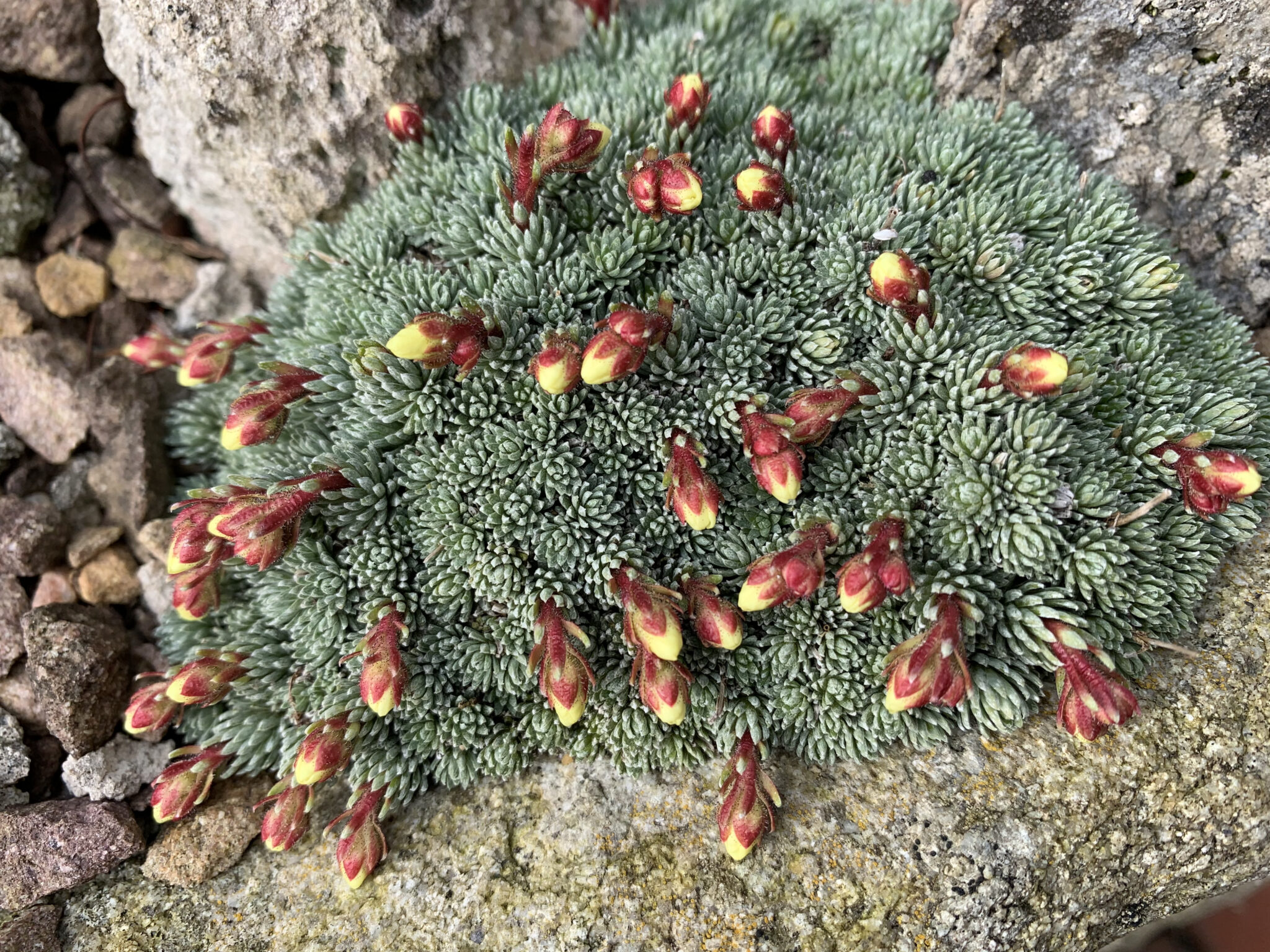 Saxifraga x bilekii 'Castor'