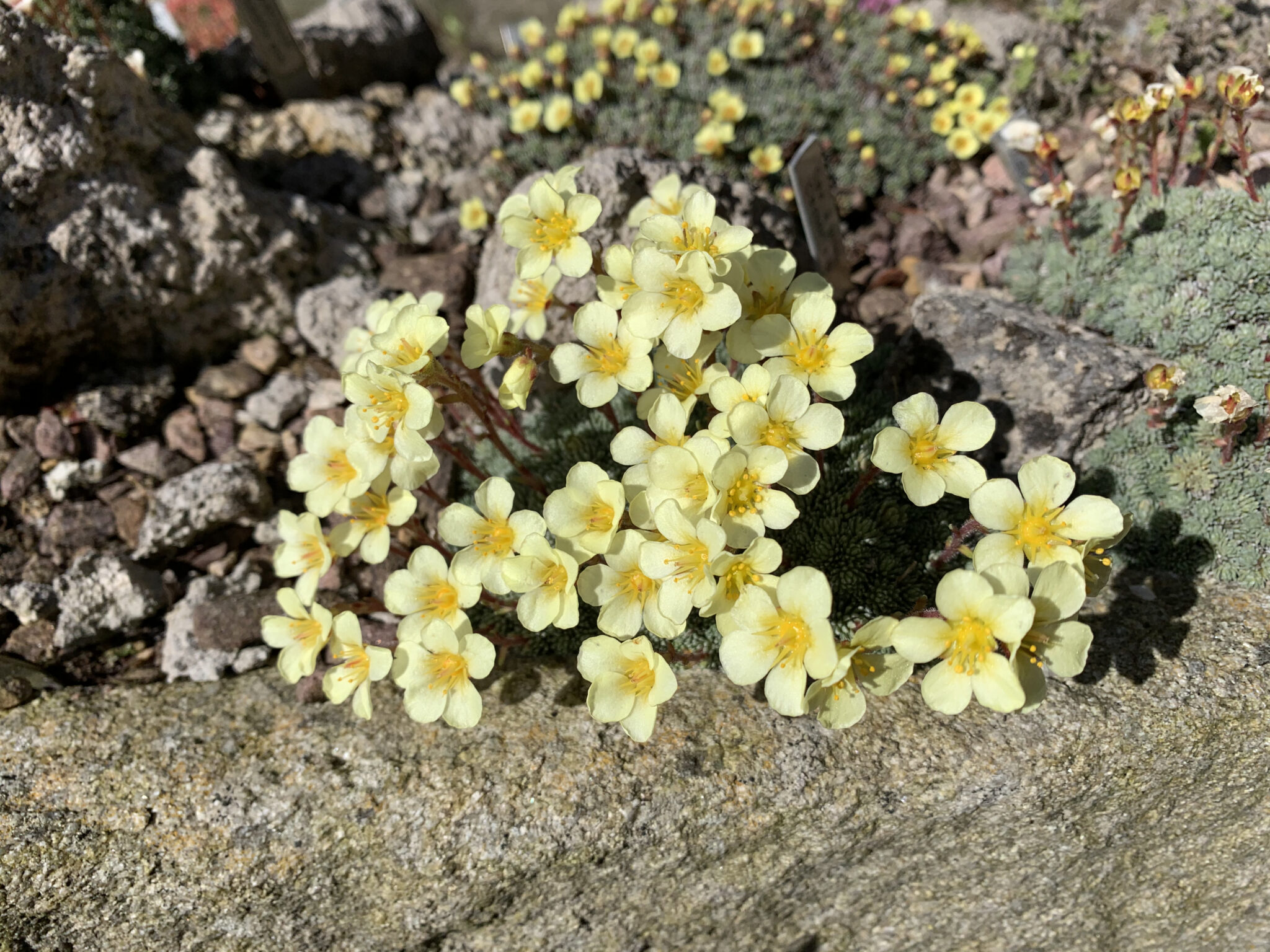 Saxifraga x bilekii 'Castor'