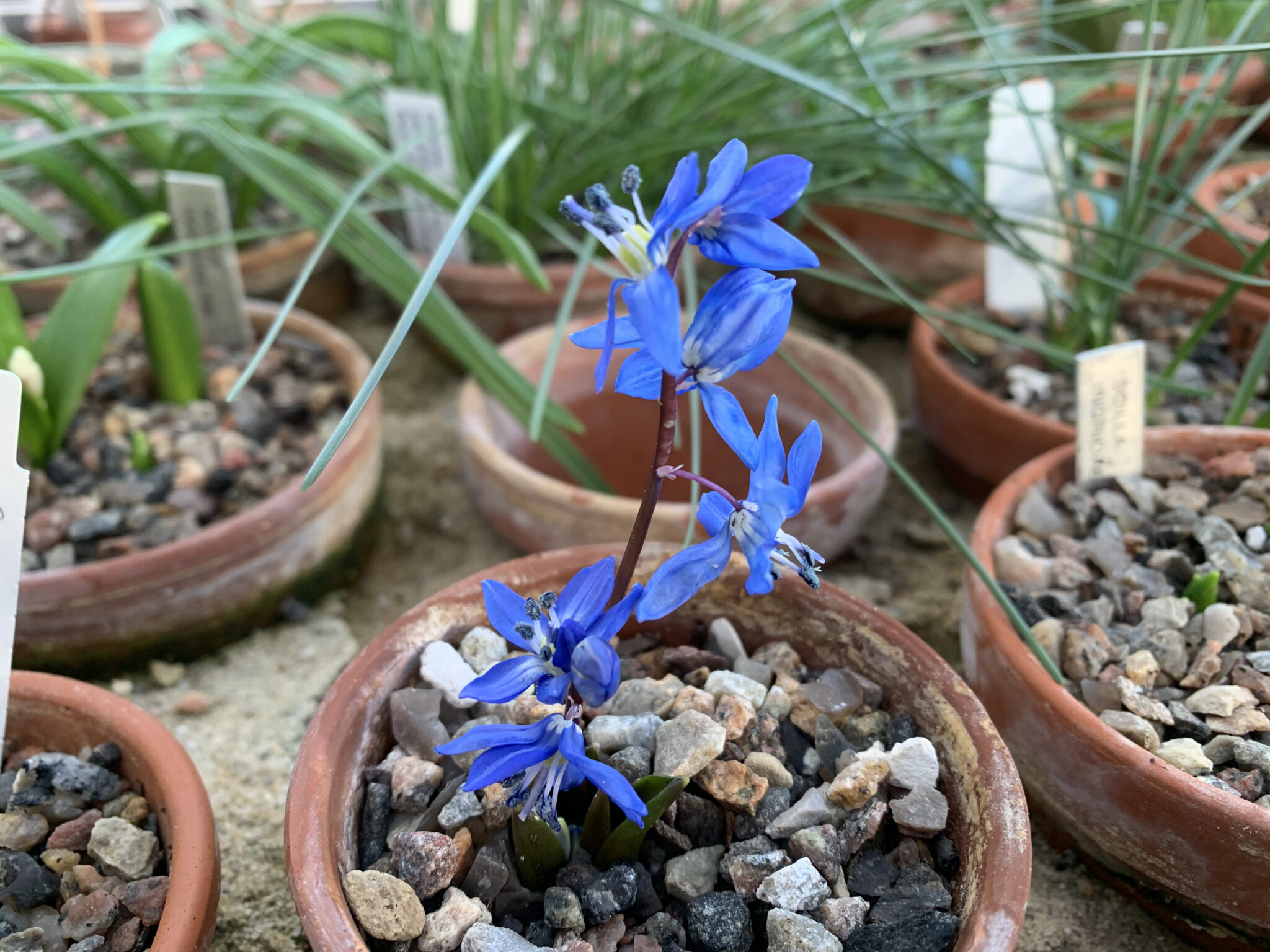 Scilla siberica caucasia