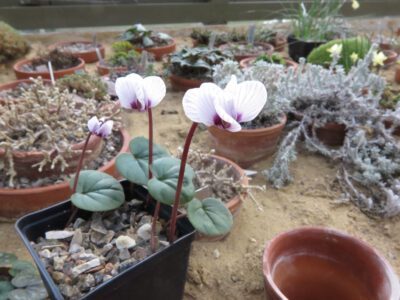 Cyclamen coum 'Porcelain'