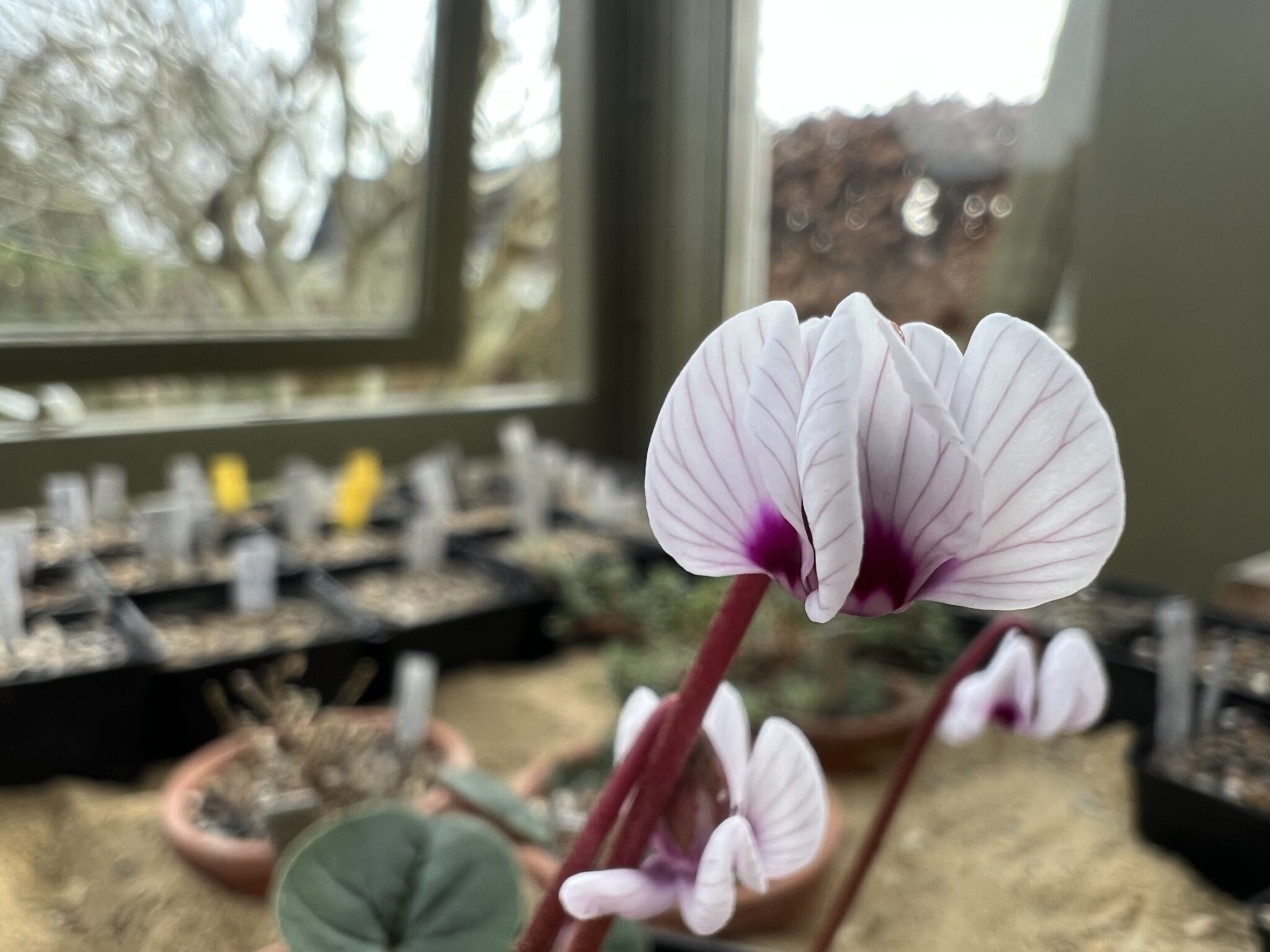 Cyclamen coum 'Porcelain' IMG_2176.JPG