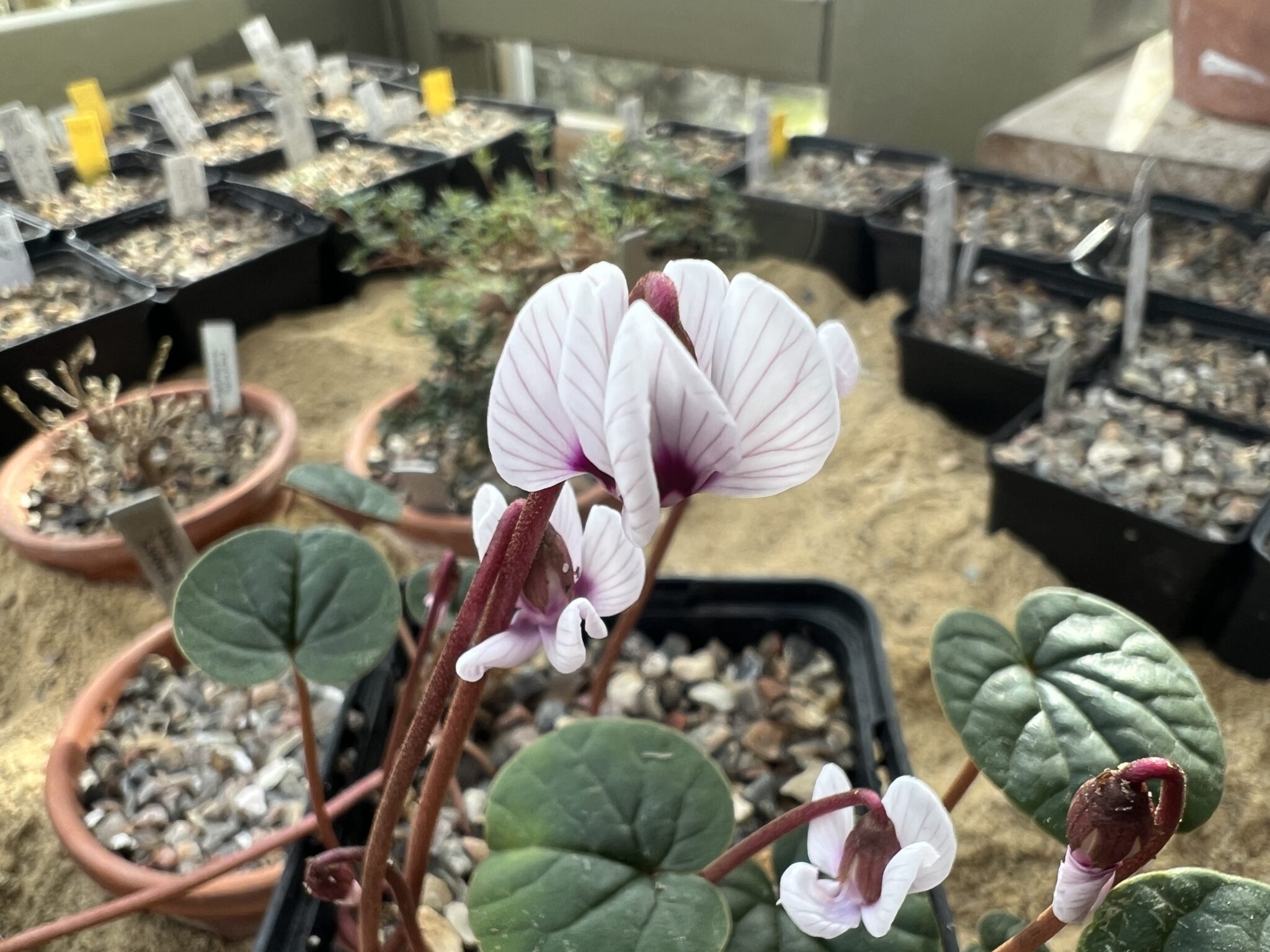 Cyclamen coum 'Porcelain'